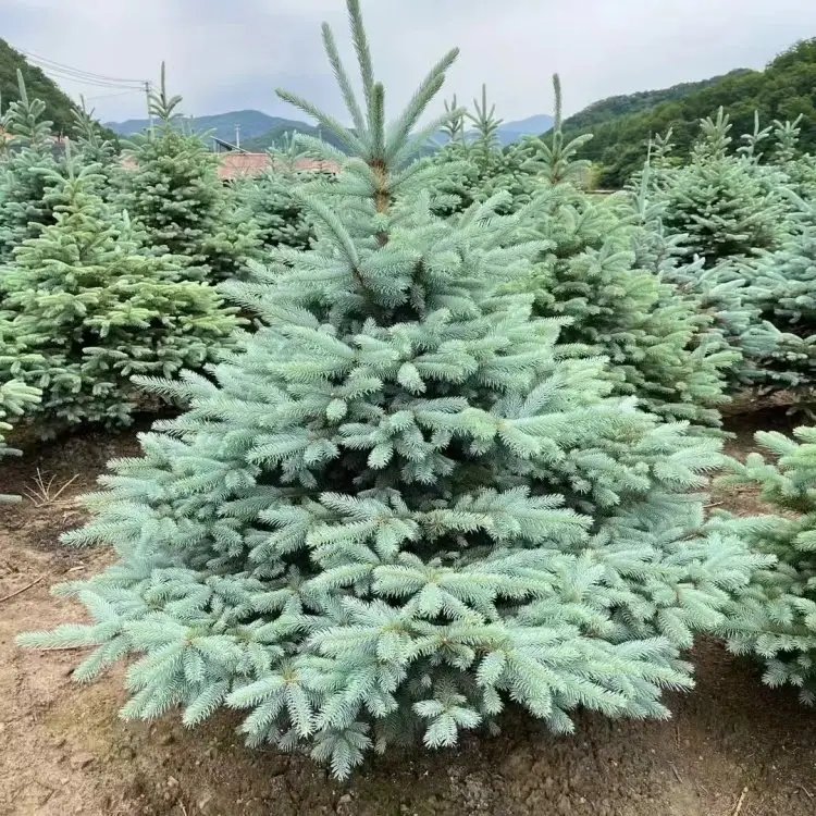 美國(guó)藍(lán)杉杯苗容器苗 美國(guó)藍(lán)杉杯苗容器苗