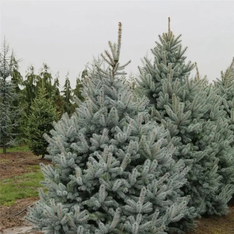 美國(guó)藍(lán)杉杯苗容器苗 美國(guó)藍(lán)杉杯苗容器苗