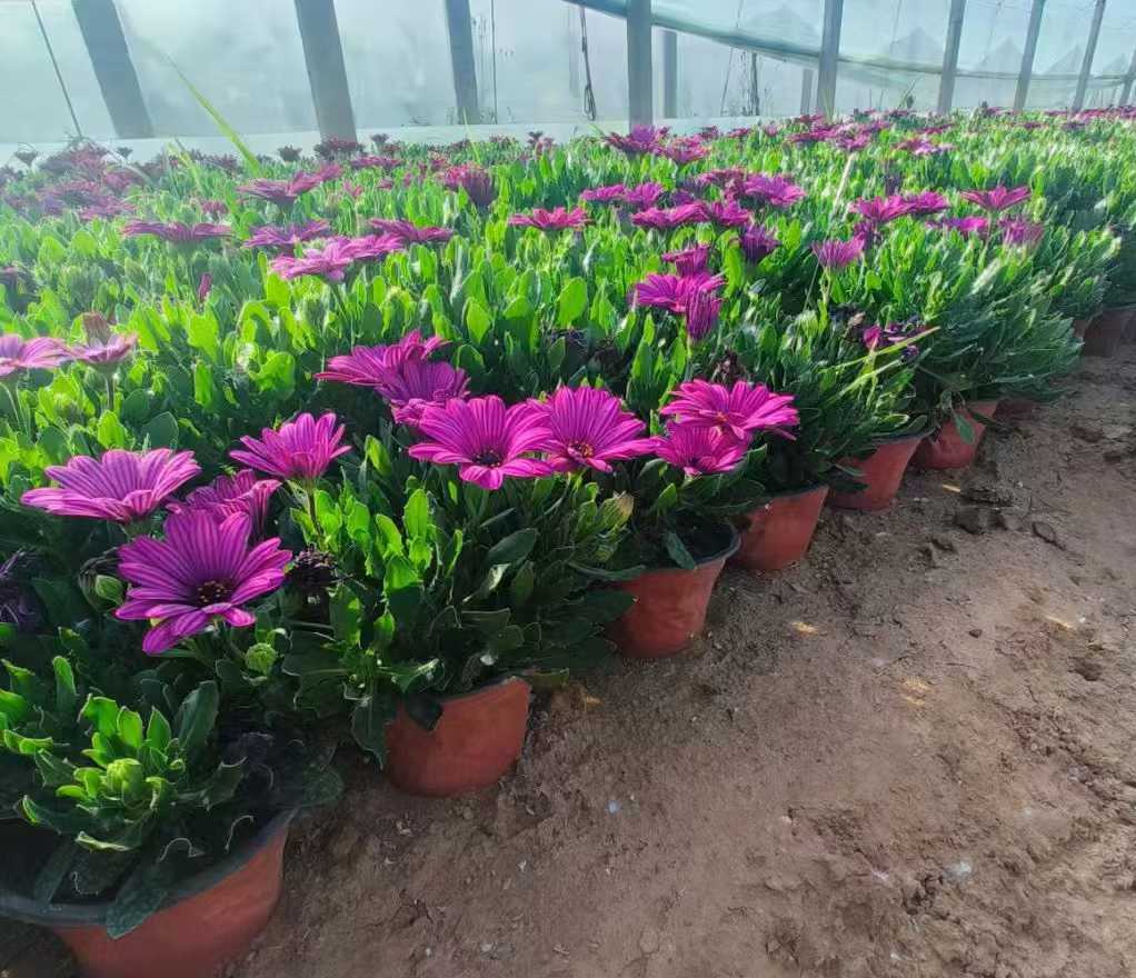 1761017319669624.jpg 非洲<a href='http://www.fscangbo.com/caohuazhongzi/1631.html' target='_blank'>萬壽菊</a>2.jpg