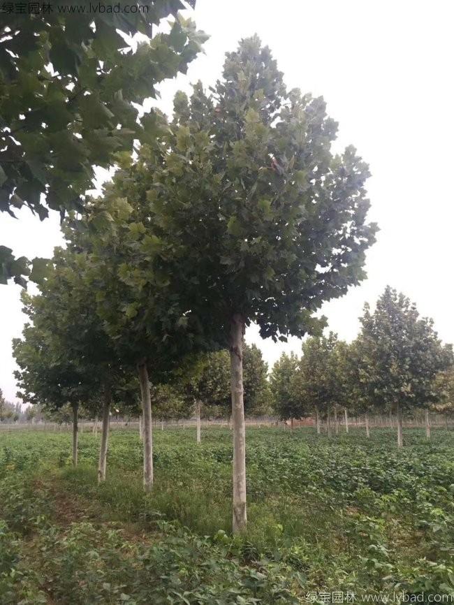 <a href='http://www.fscangbo.com/linmuzhongzi/2262.html' target='_blank'>法桐</a>