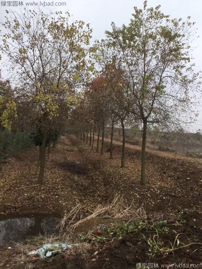 <a href='http://www.fscangbo.com/linmuzhongzi/1812.html' target='_blank'>烏桕</a>樹苗木