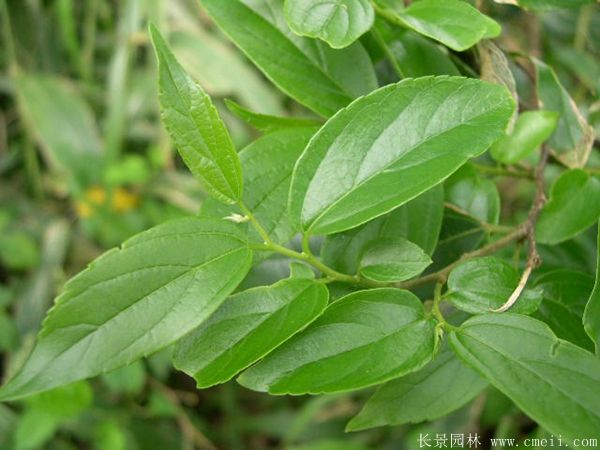 <a href='http://www.fscangbo.com/linmuzhongzi/1755.html' target='_blank'>樸樹</a>圖片<a href='http://www.fscangbo.com/linmuzhongzi/1755.html' target='_blank'>樸樹</a>基地實拍