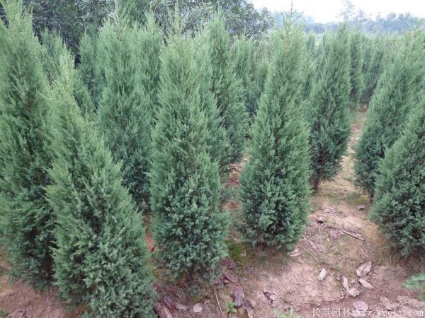 <a href='http://www.fscangbo.com/songbailei/3475.html' target='_blank'>鉛筆柏</a>圖片<a href='http://www.fscangbo.com/songbailei/3475.html' target='_blank'>鉛筆柏</a>基地實拍