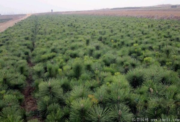 <a href='http://www.fscangbo.com/linmuzhongzi/1716.html' target='_blank'>黑松</a>苗圖片基地實拍