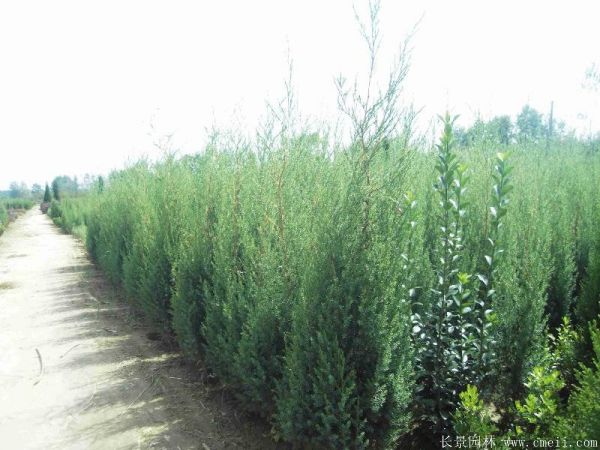 <a href='http://www.fscangbo.com/songbailei/3487.html' target='_blank'>刺柏</a>圖片<a href='http://www.fscangbo.com/songbailei/3487.html' target='_blank'>刺柏</a>基地實拍