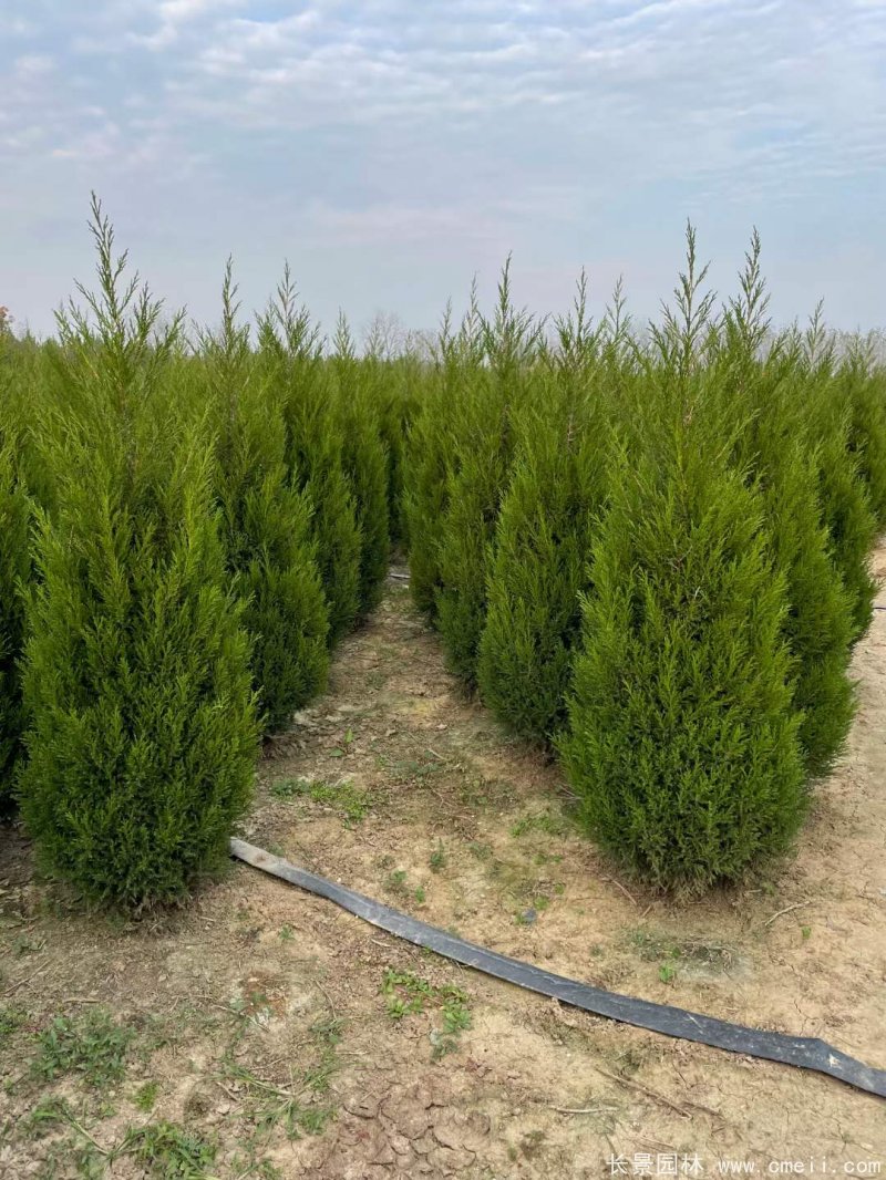 <a href='http://www.fscangbo.com/songbailei/3469.html' target='_blank'>圓柏</a>