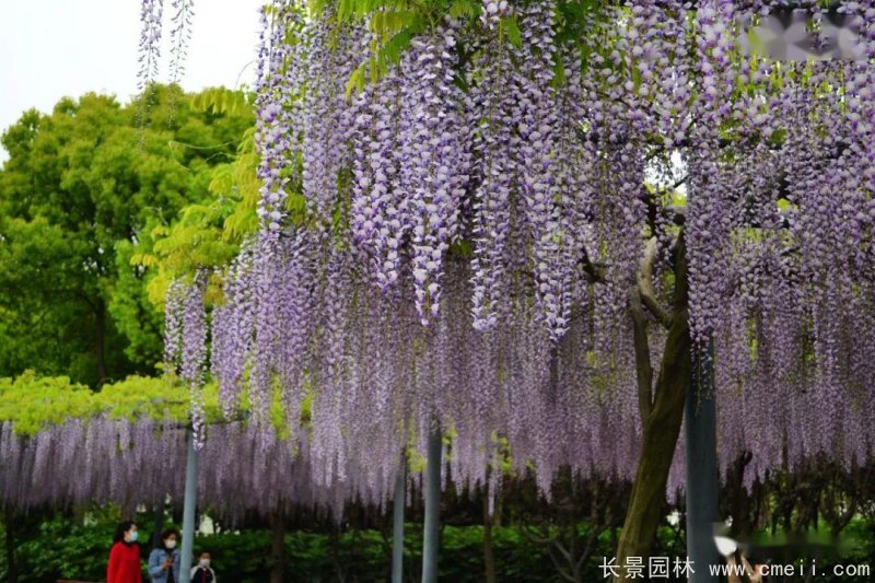 日本長穗熊野<a href='http://www.fscangbo.com/linmuzhongzi/1806.html' target='_blank'>紫藤</a>日系