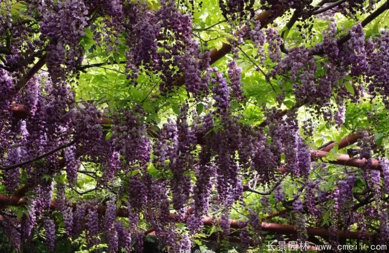 八重黑龍<a href='http://www.fscangbo.com/linmuzhongzi/1806.html' target='_blank'>紫藤</a>